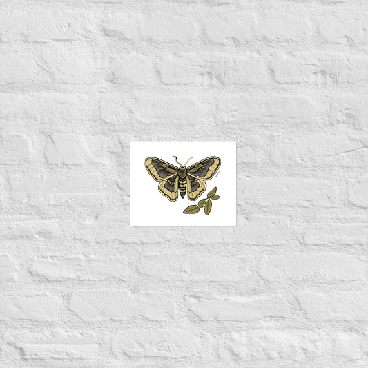 Death Head Moth Poster